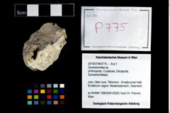 Foto (Objekt + Etikett) von Goniodromites sp.  (NHMW-GEO-2014-0194-0775)